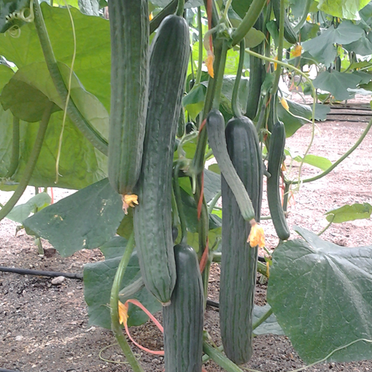 Bologna F1 Long Dutch Cucumber