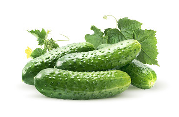 Cucumber Pickling Parthenocarpic