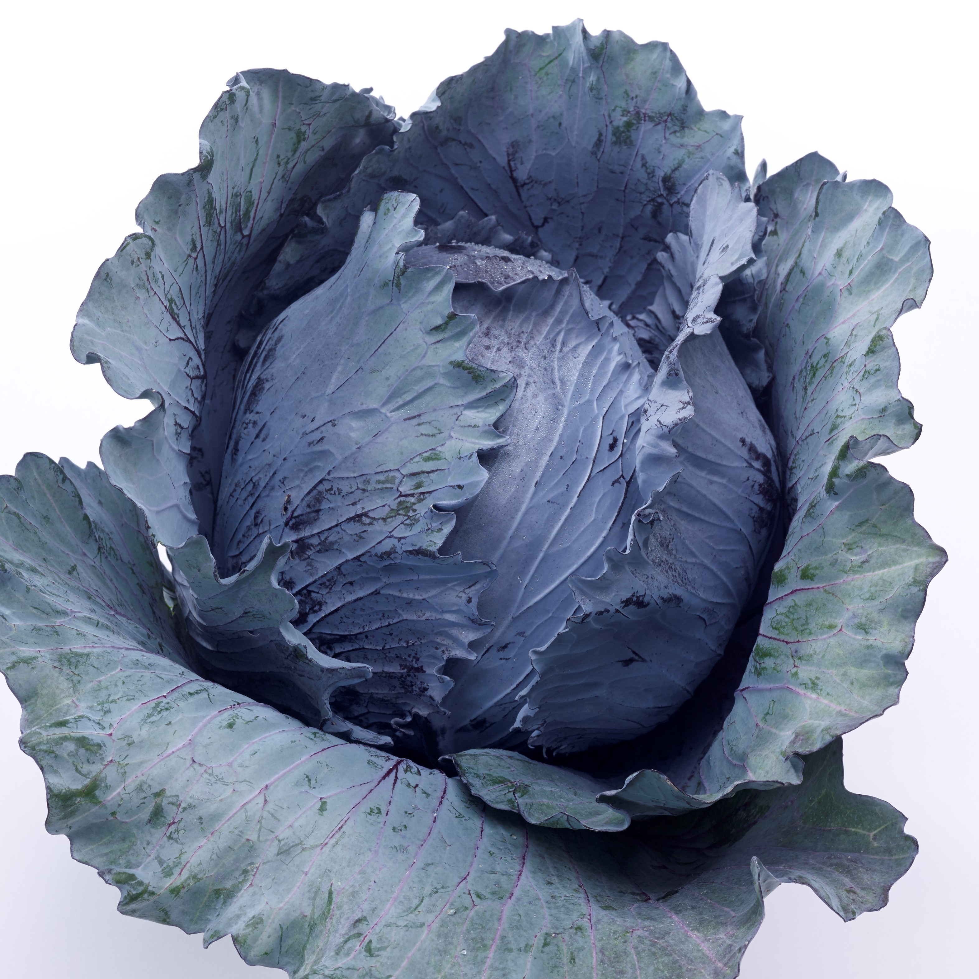Read more about the article Red Storage Cabbage