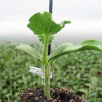 Cucumber rootstock Isabella F1