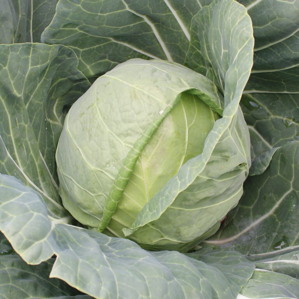 Cabbage White Archives Wing Seed