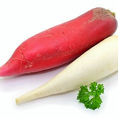 Radish