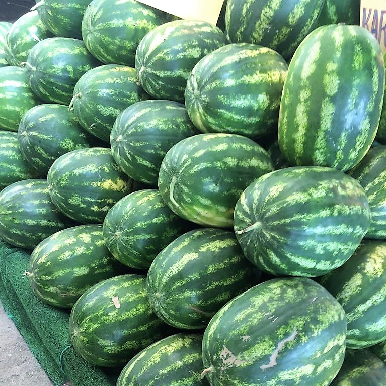 Read more about the article Good results watermelon Nevada F1 in Central-Asia