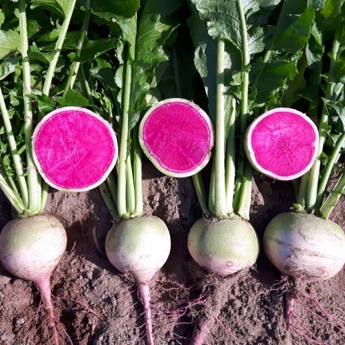 Read more about the article New colorful radish varieties