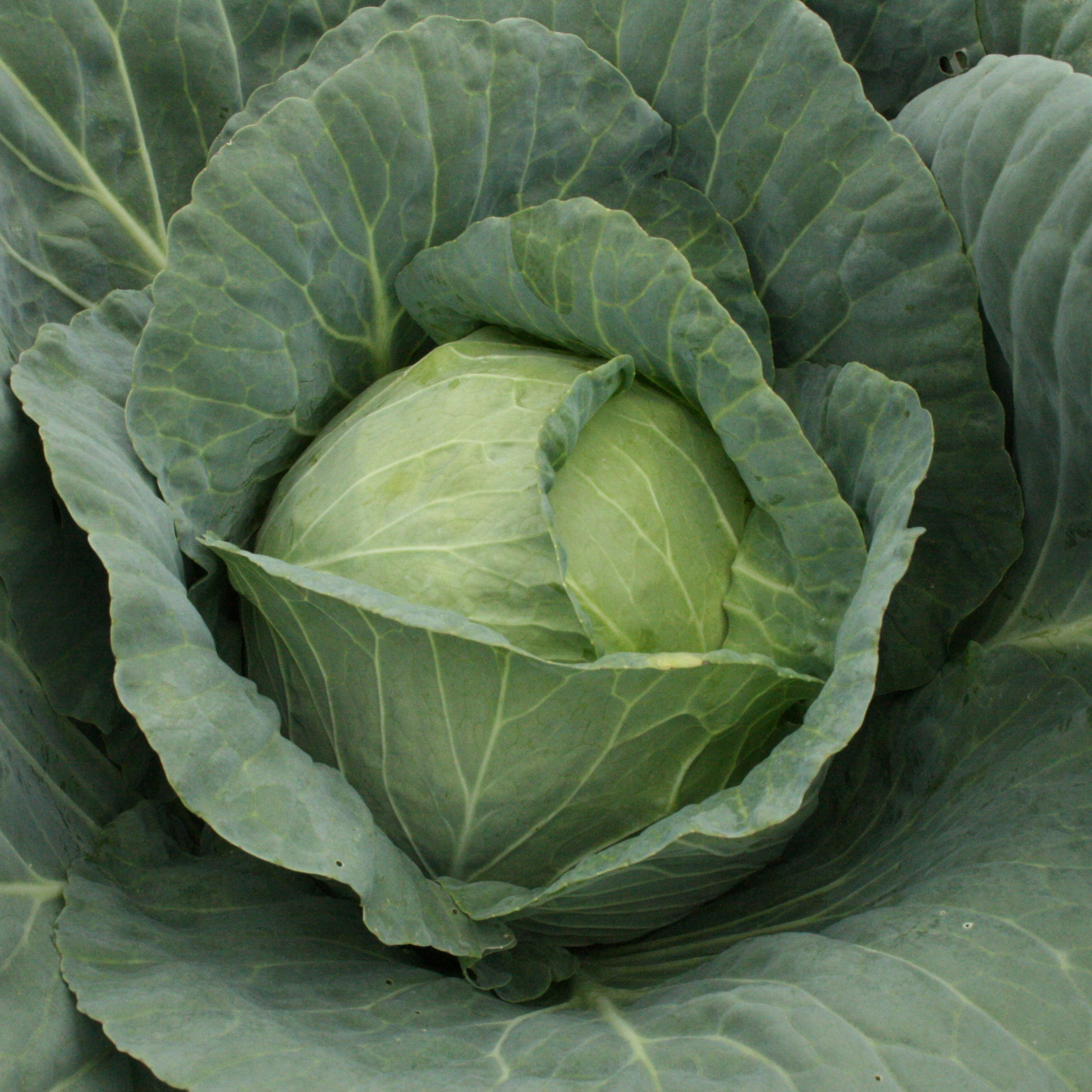 Read more about the article White Cabbage Victoria in Nigeria