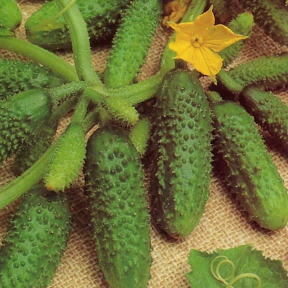 Cucumber Pickling Pollinated