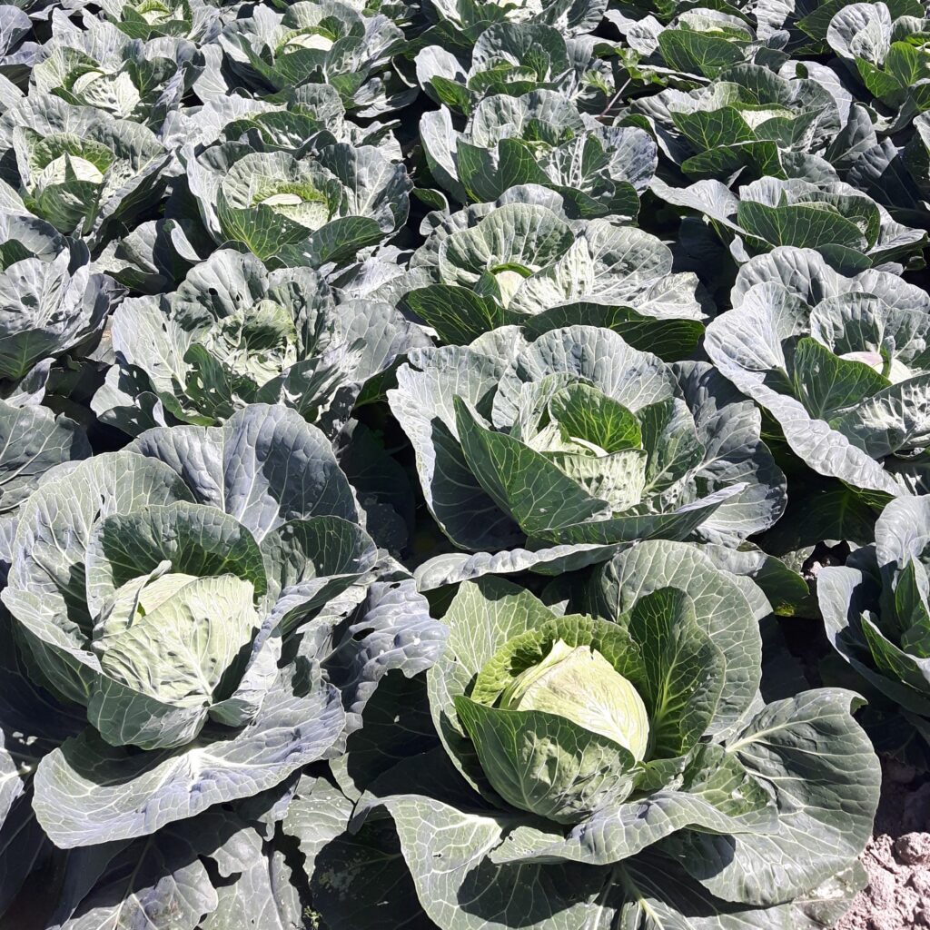 Cabbage Flat Archives Wing Seed