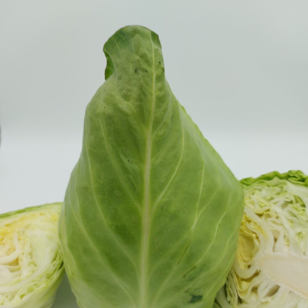 Cabbage Pointed