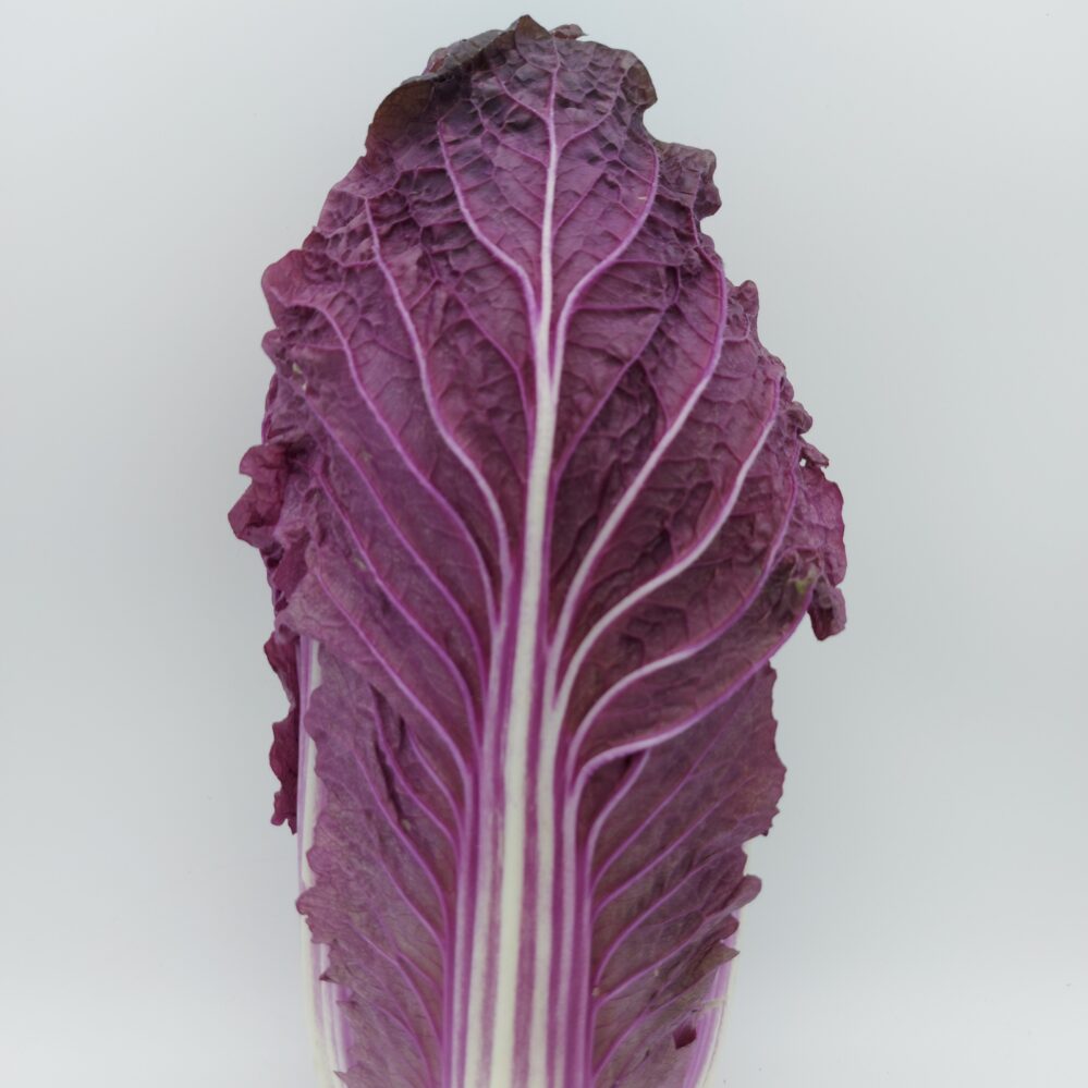 Cabbage Chinese Red