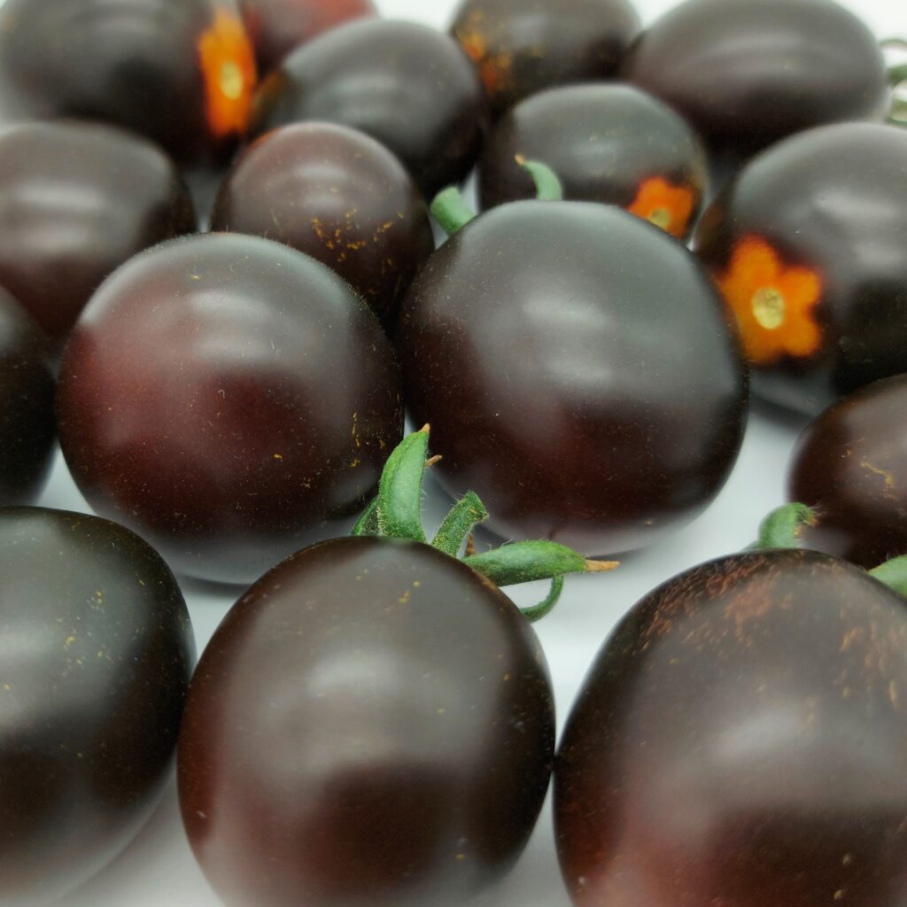 Nightshade F1 Wing Seed