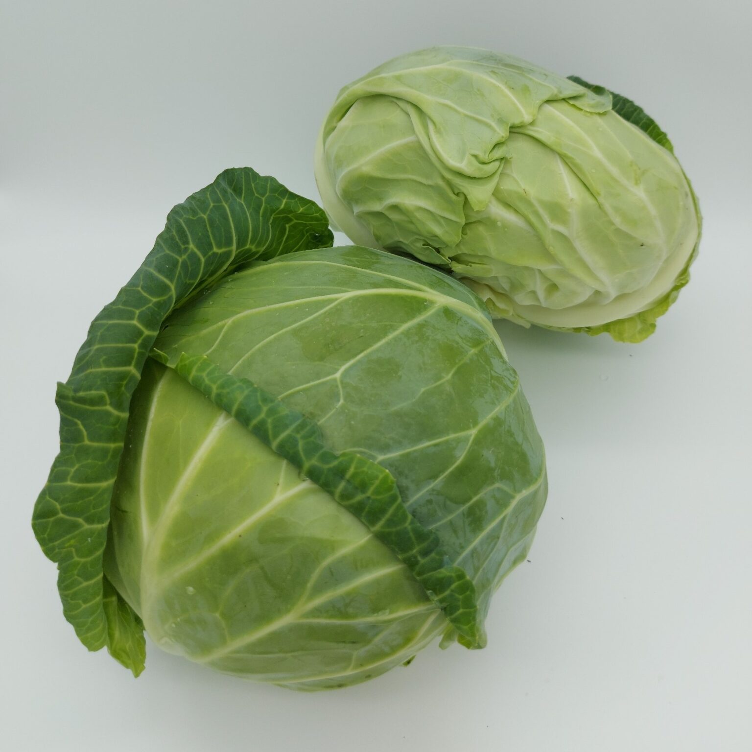 Cabbage Flat Archives Wing Seed