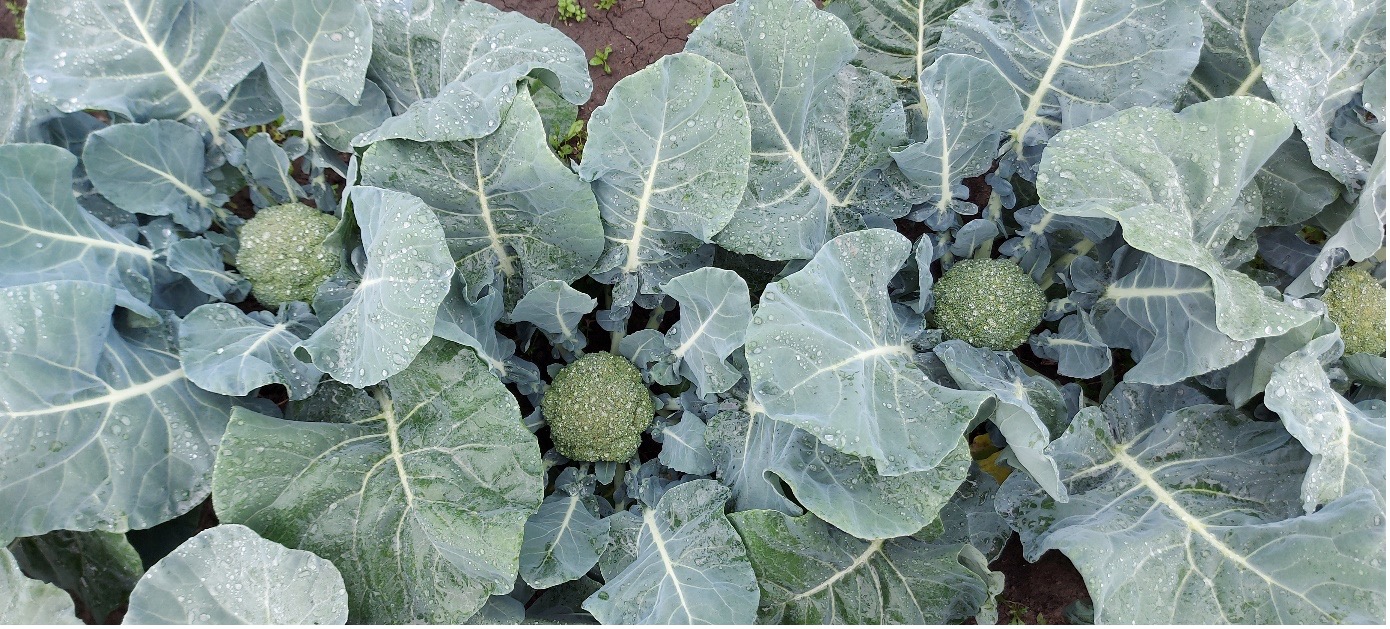 Read more about the article Broccoli ‘Spello’
