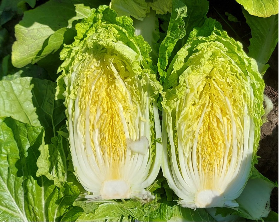 Read more about the article Chinese Cabbage ‘Bruce’ and ‘Trevor’