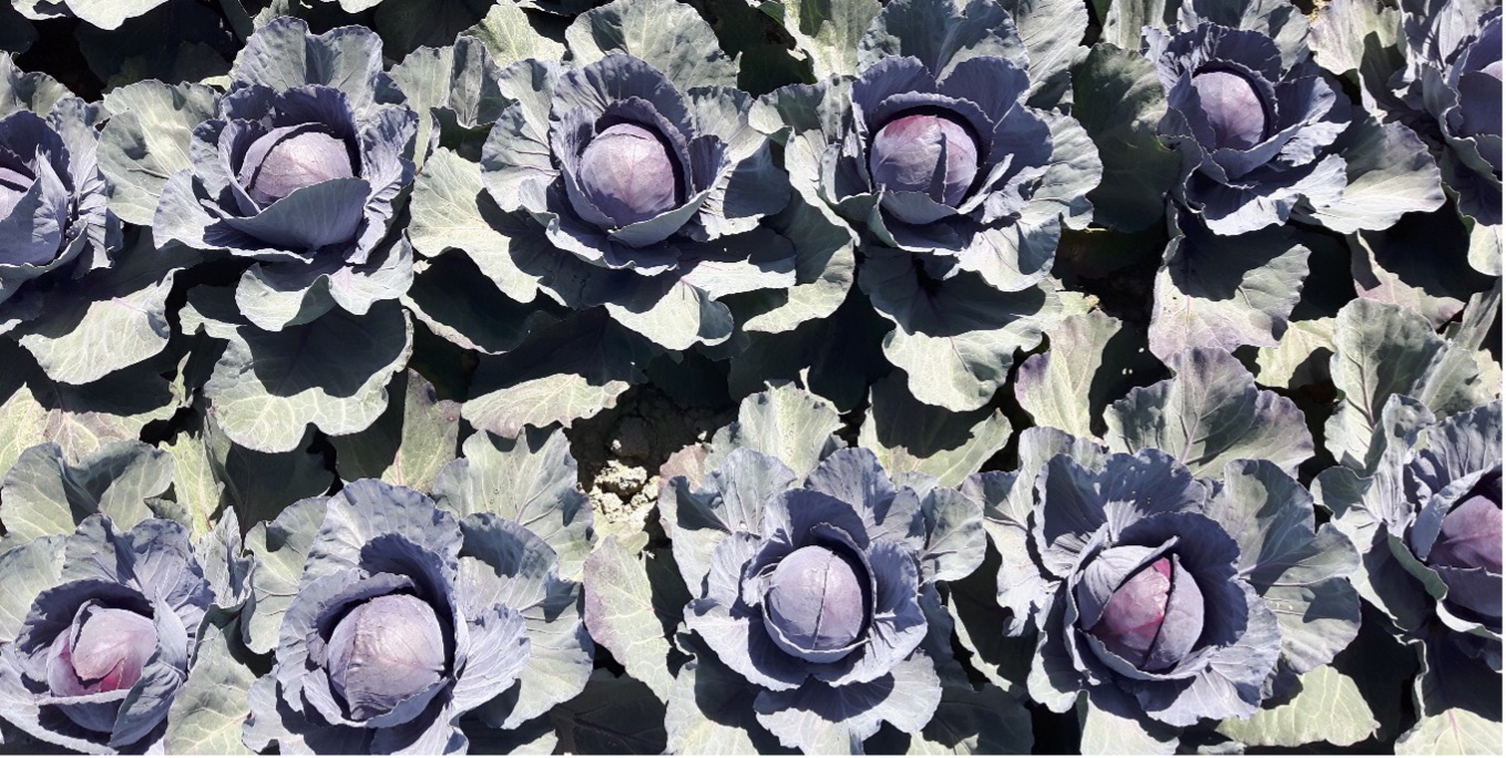 Read more about the article Red cabbage ‘Aviato’