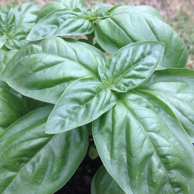 Basil Pot WS 118