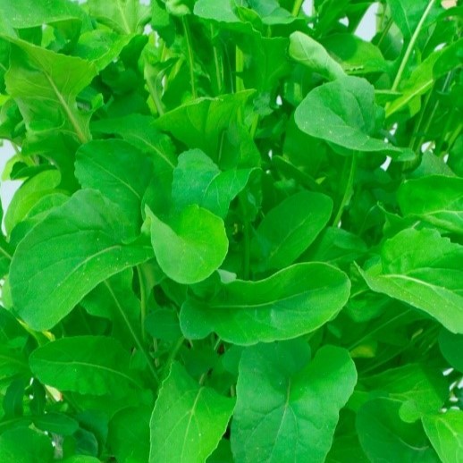 Eruca sativa ‘Rocket salad’