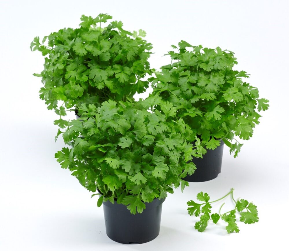 Coriander pot ‘Green Bush’