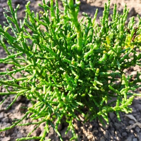 Salicornia europaea