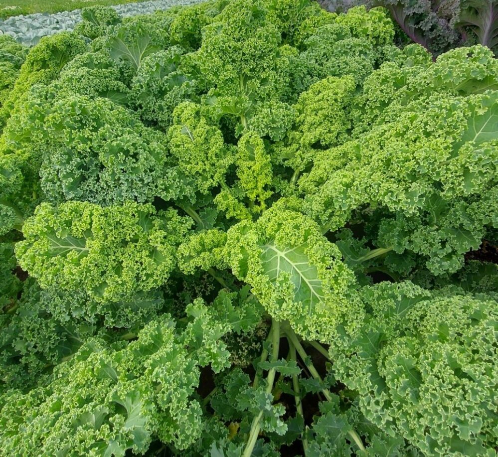 Kale