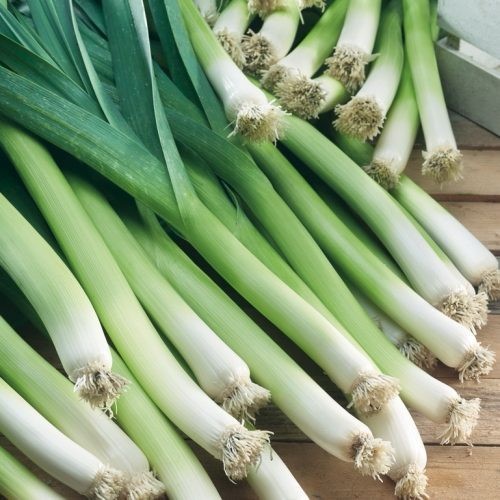 Leek