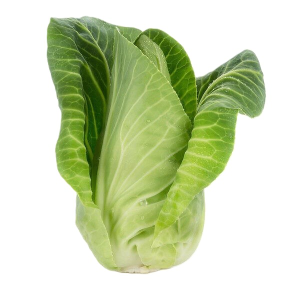 Cabbage pointed