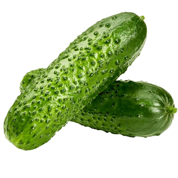 Cucumber Pickling Parthenocarpic