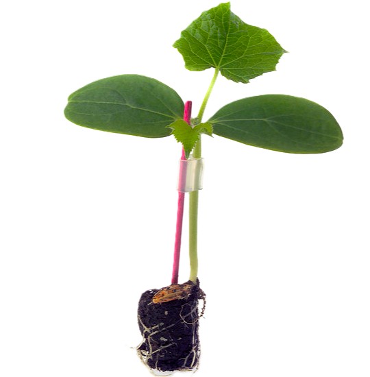 Rootstock
