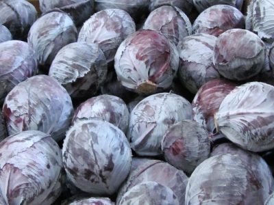 Red cabbage Saluda F1 (2)